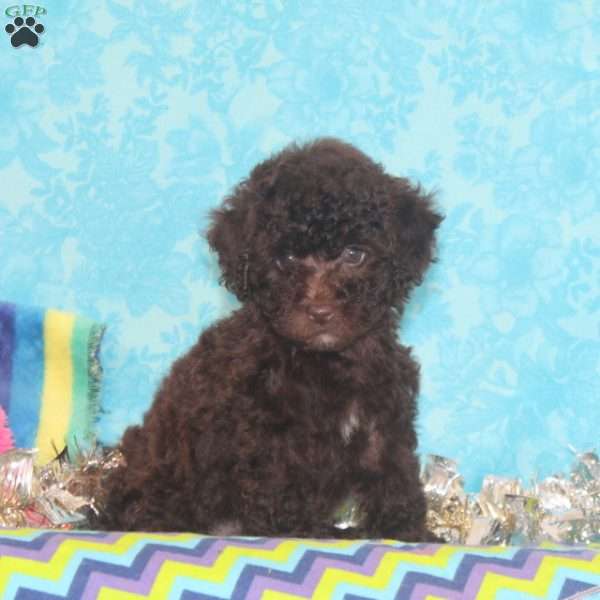 Bluebell, Toy Poodle Puppy